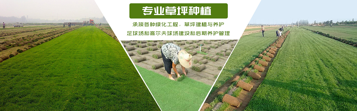 綠化草坪類