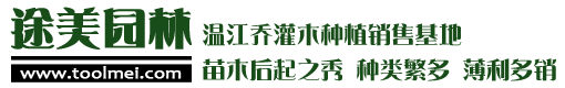 綠化苗木價格 - 常綠喬木批發 - 灌木樹苗基地 - 成都途美園林綠化