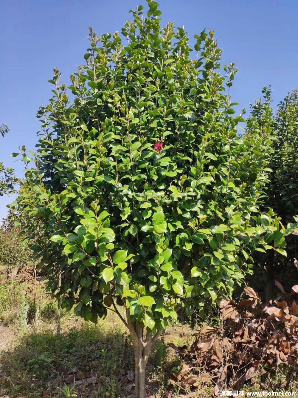 山茶花(圖3)