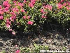 西洋鵑