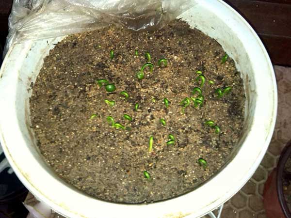 羅漢松種子發芽圖片 羅漢松種子發芽圖片