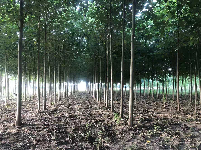 構樹的果實能吃嗎