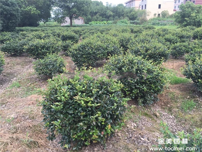 袋苗茶梅球