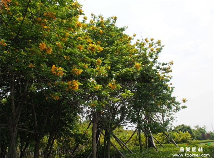 黃花槐