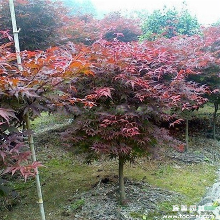 中國紅楓
