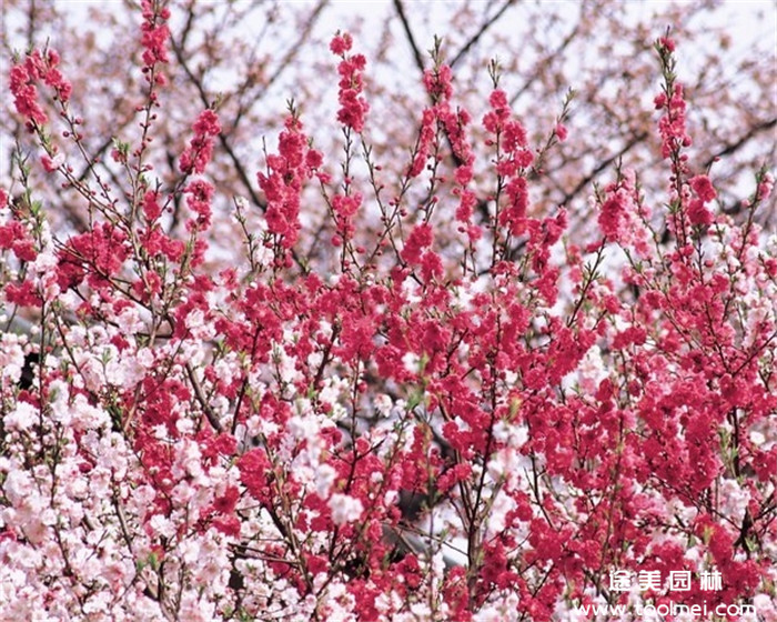 桃花樹